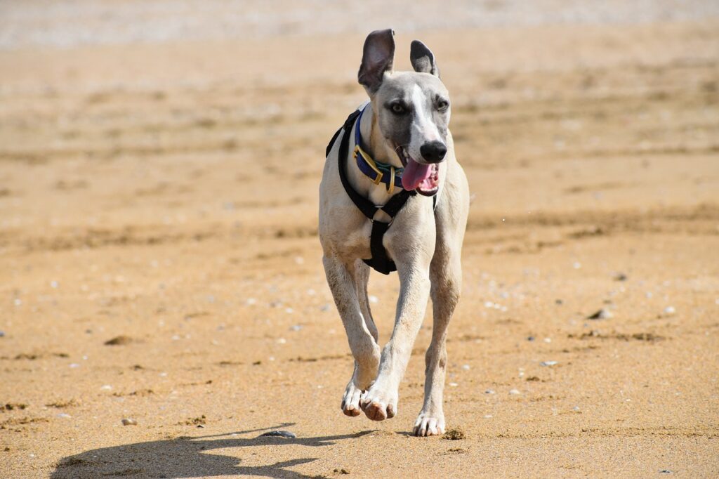 Whippet