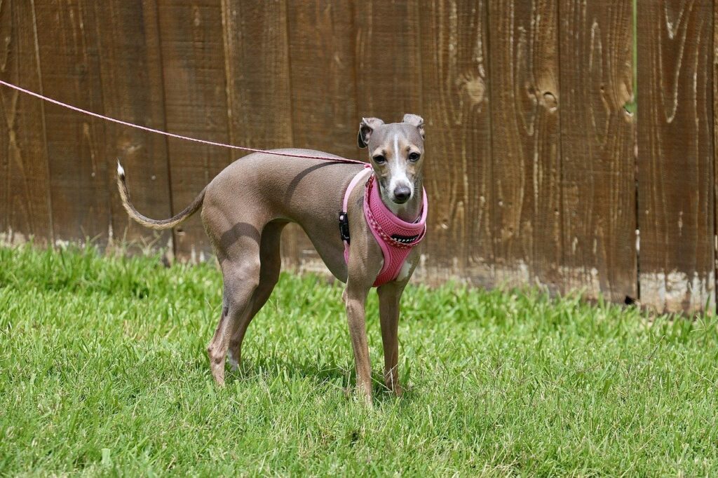 Italian Greyhound