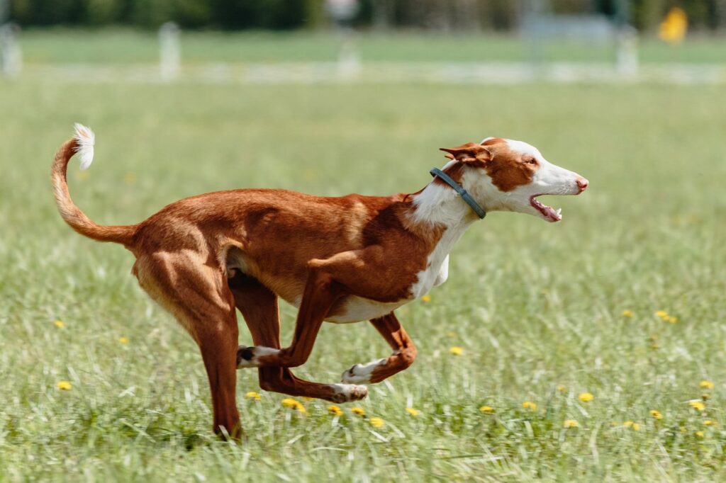 Ibizan Hound
