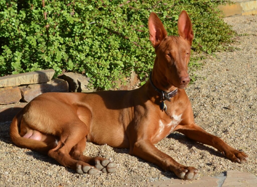 Pharaoh Hound