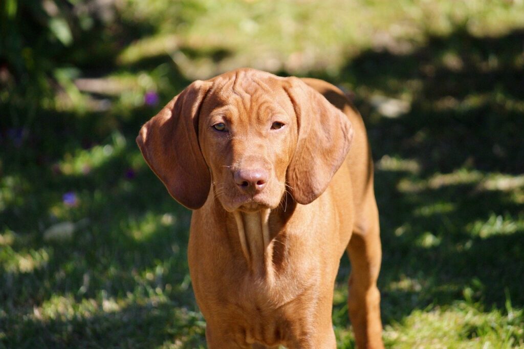 Vizsla