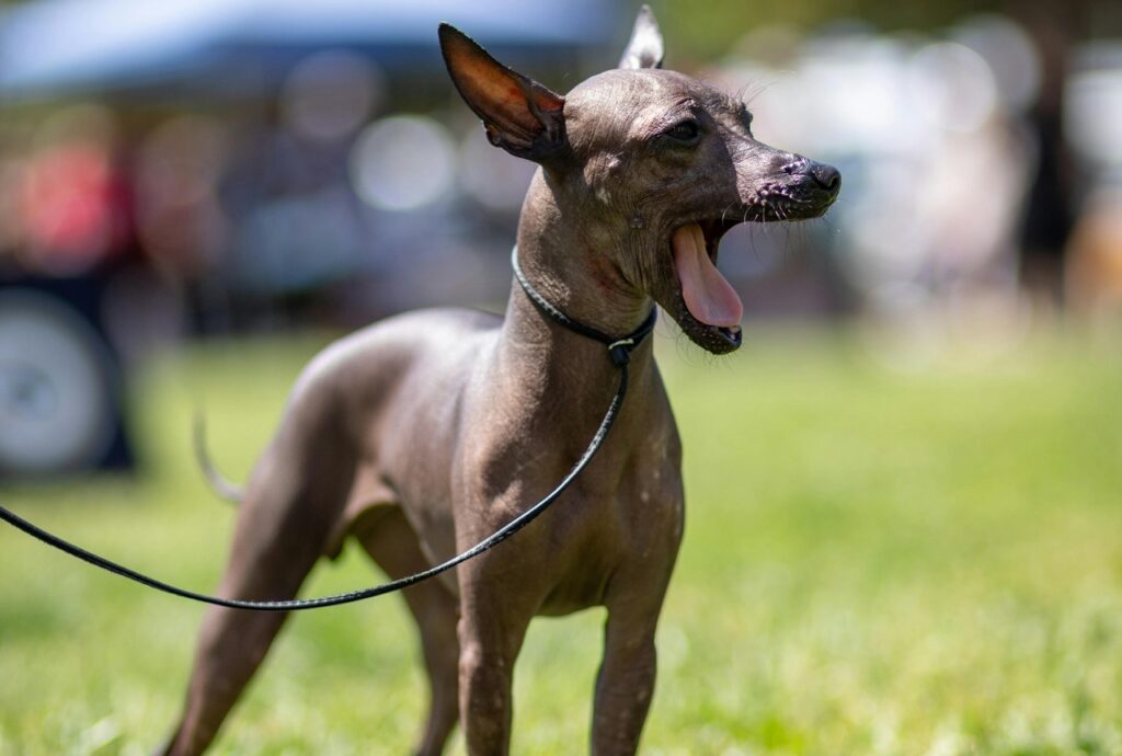 Xoloitzcuintli (Mexican Hairless Dog)