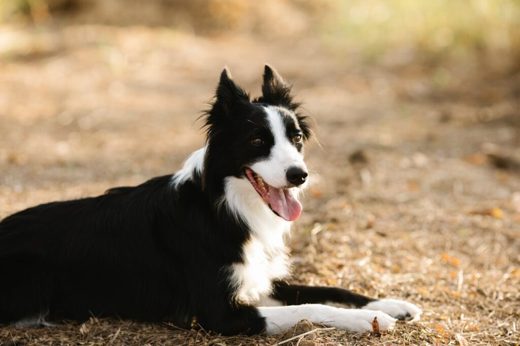 Border Collie