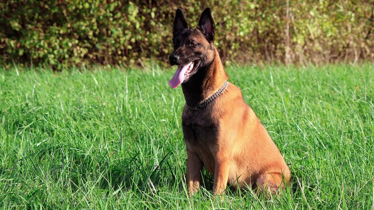 Belgian Malinois