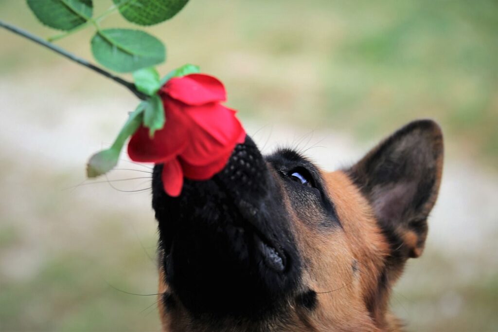 King Shepherd