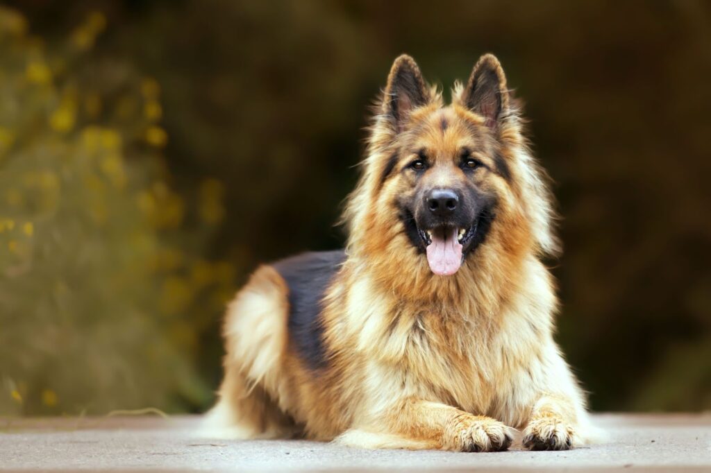 Shiloh Shepherd