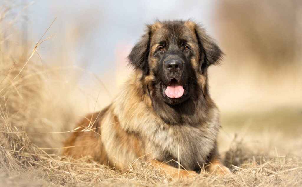 Carpathian Shepherd