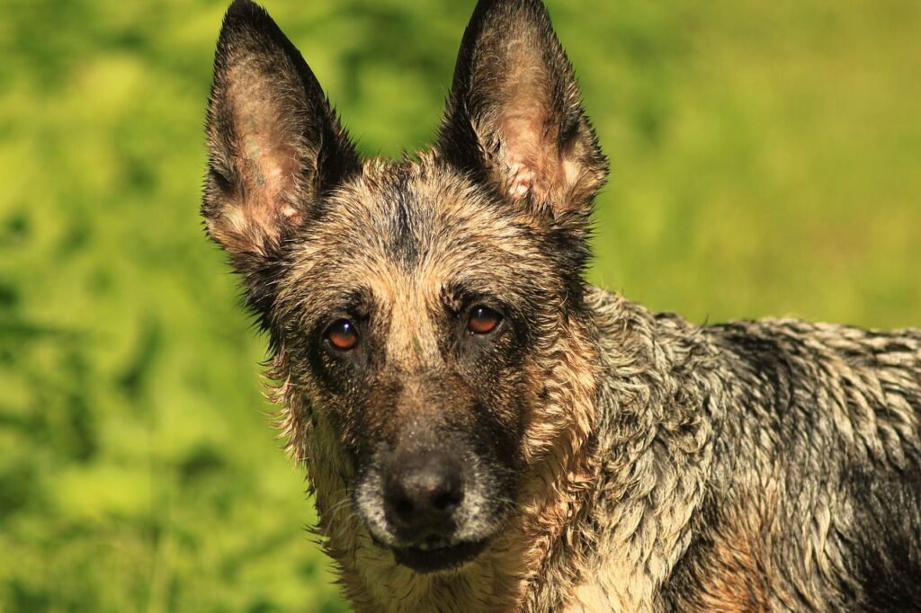 Eastern European Shepherd