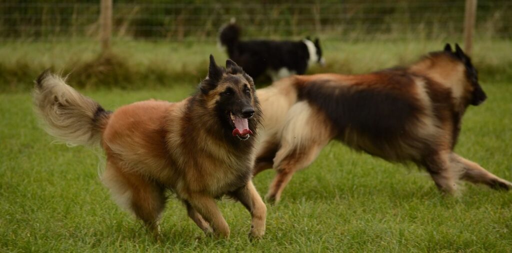 Tervuren