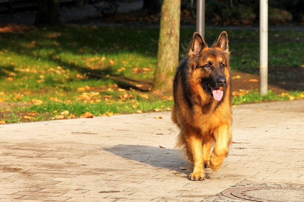 Altdeutsche Schäferhunde (Old German Shepherd)