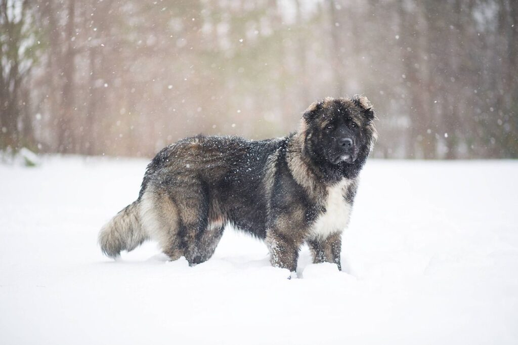 Caucasian Shepherd