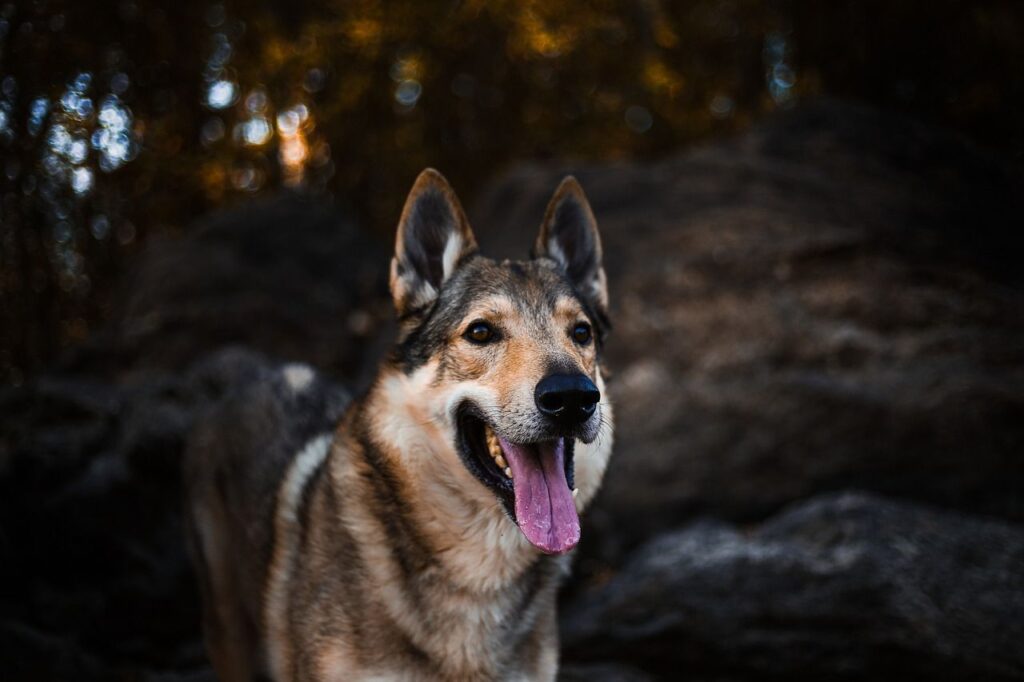 American Alsatian