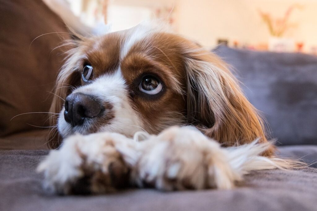 Cavalier King Charles Spaniel