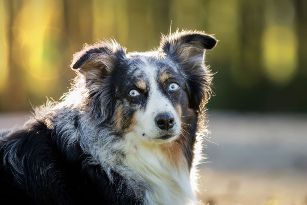 Australian Shepherd