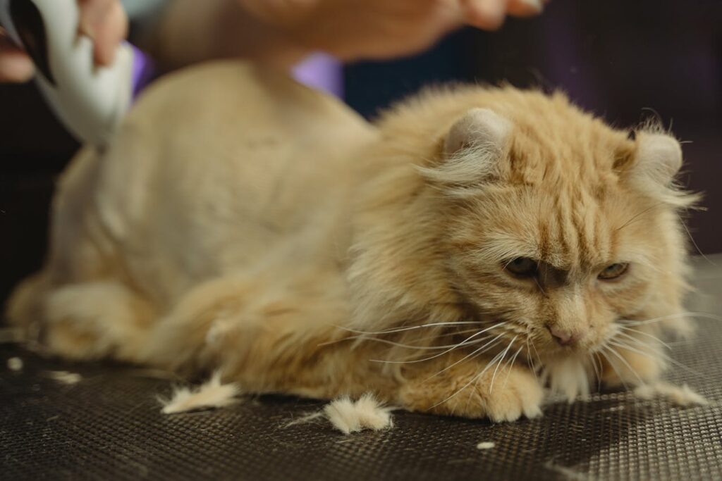 Grooming a Persian cat