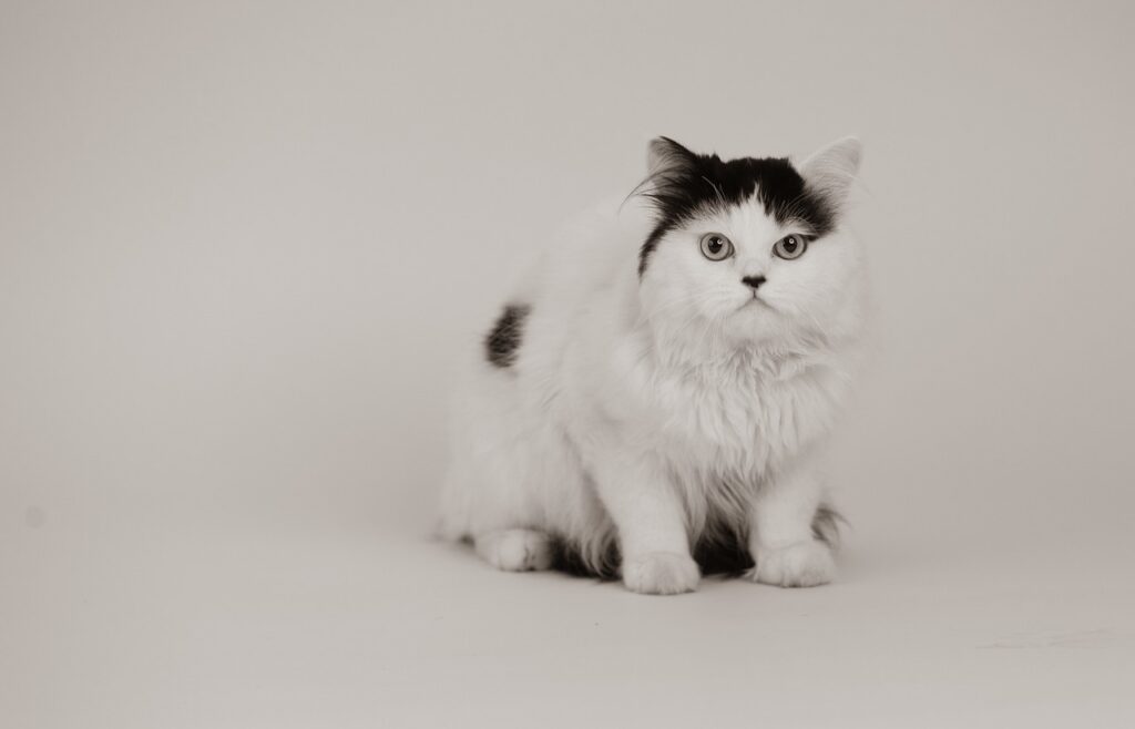 black and white Persian cat