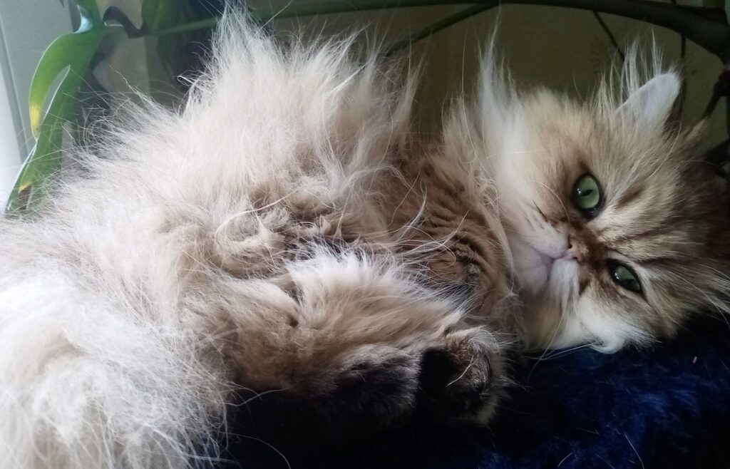 A fluffy persian cat