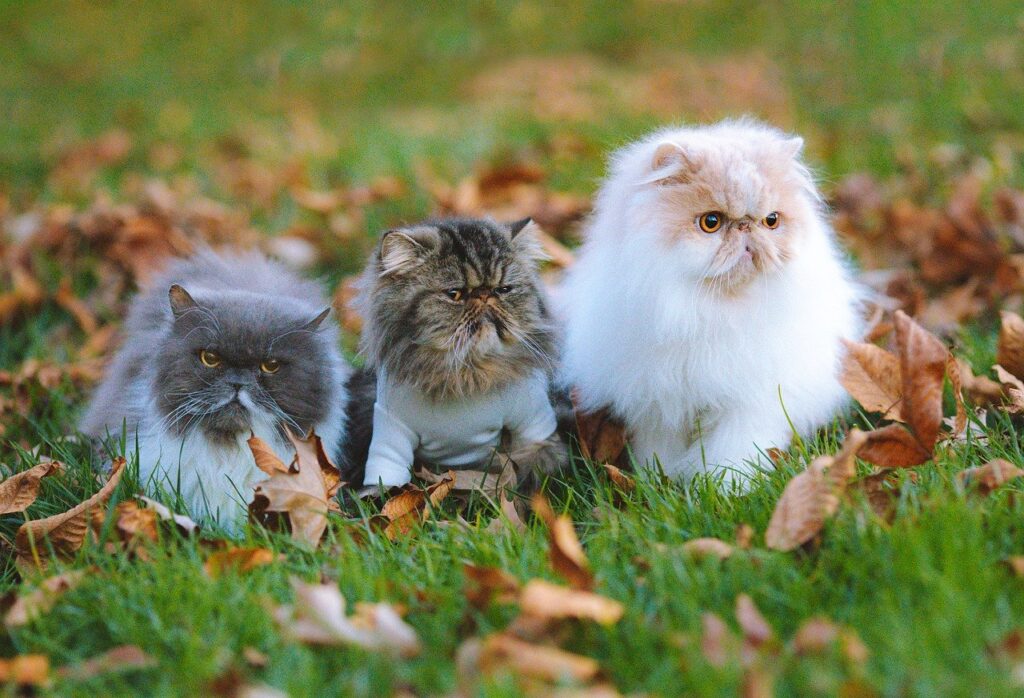 Three persian cats