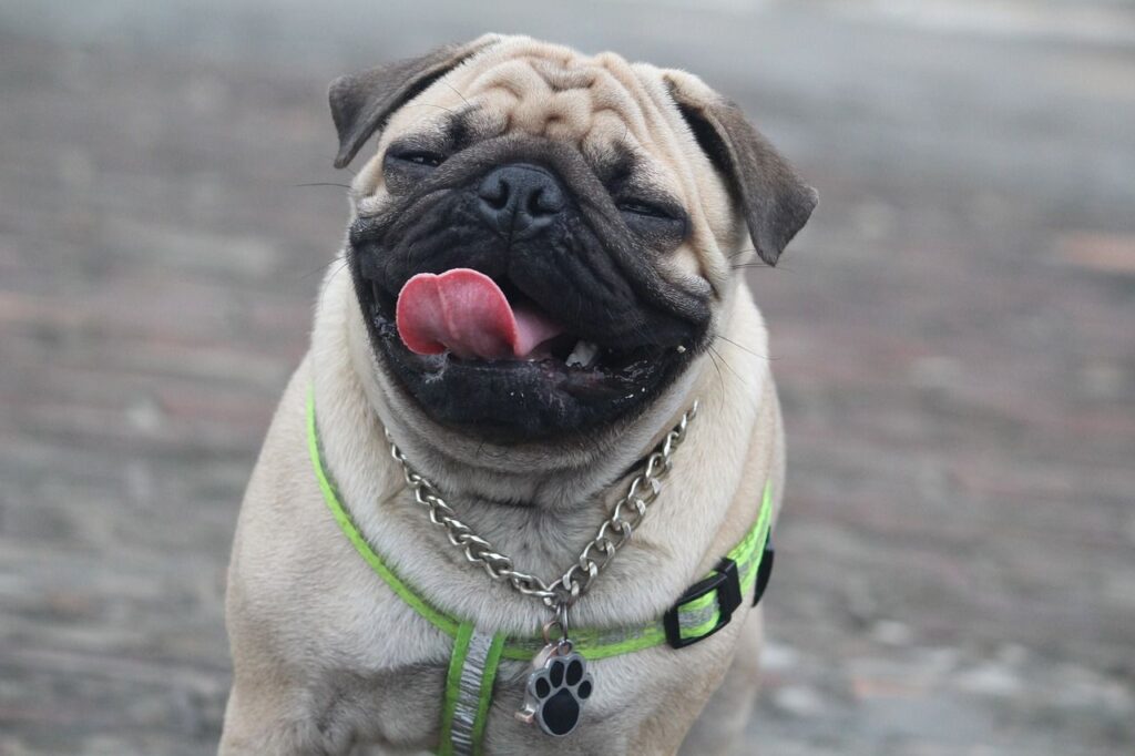 Pug