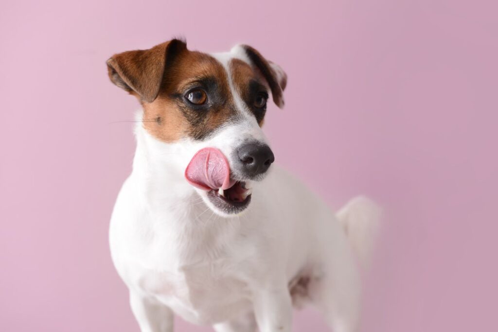 Jack Russell Terrier