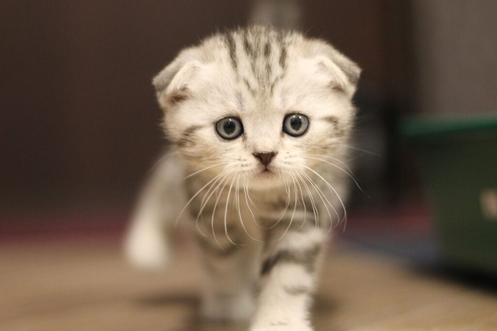 Scottish Fold Cat