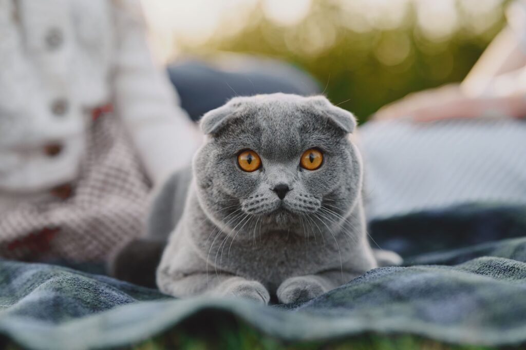 Scottish Fold Cat