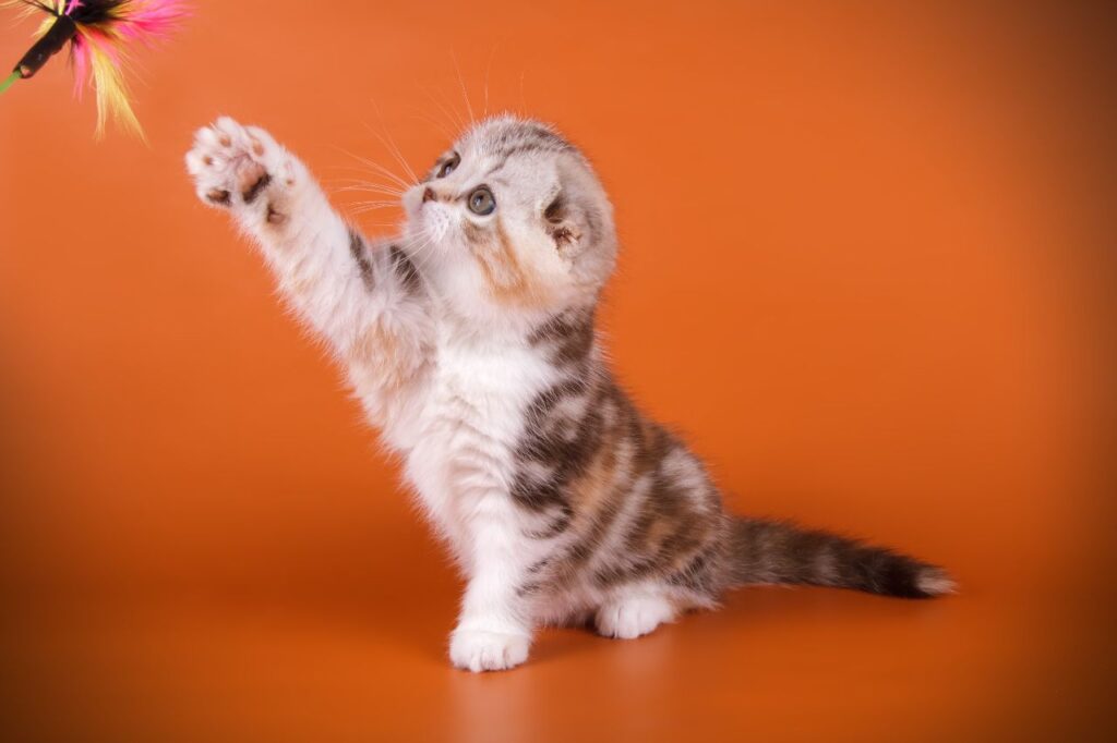 Scottish Fold Cat
