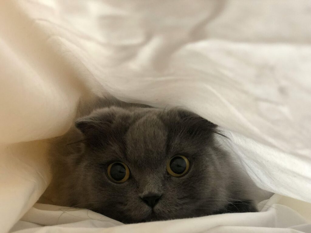 Scottish Fold Cat