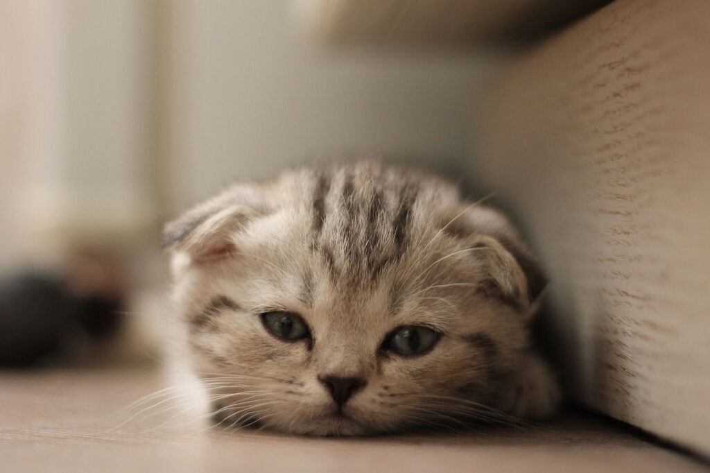Scottish Fold Cat