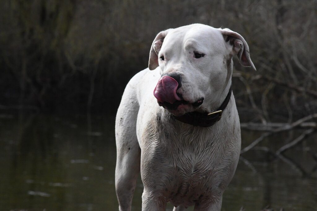 dogo argentino
