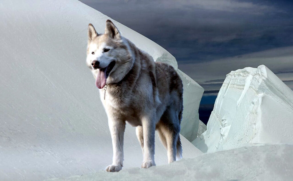 Alaskan Malamute