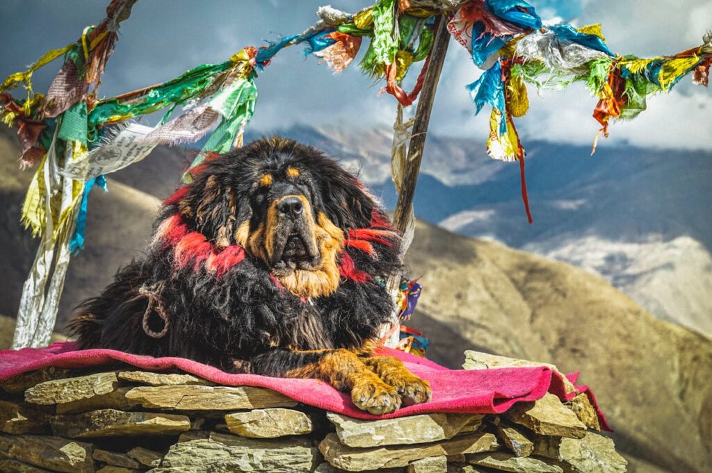 Tibetan Mastiff