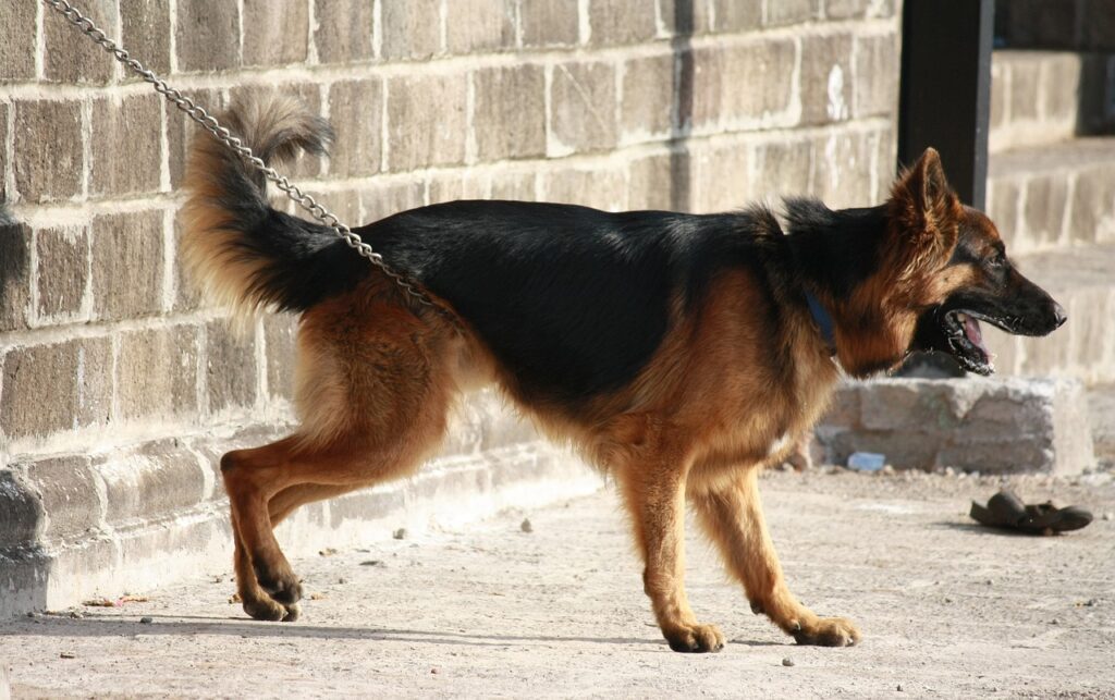 German Shepherd