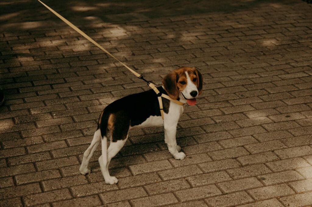 beagle
