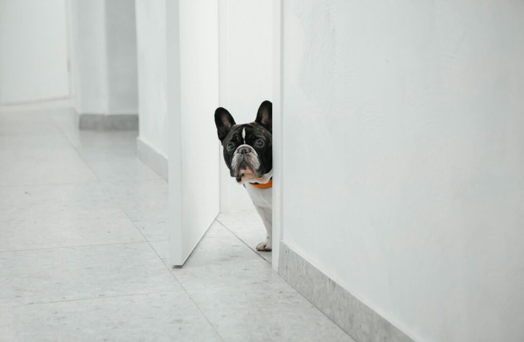 french bulldog