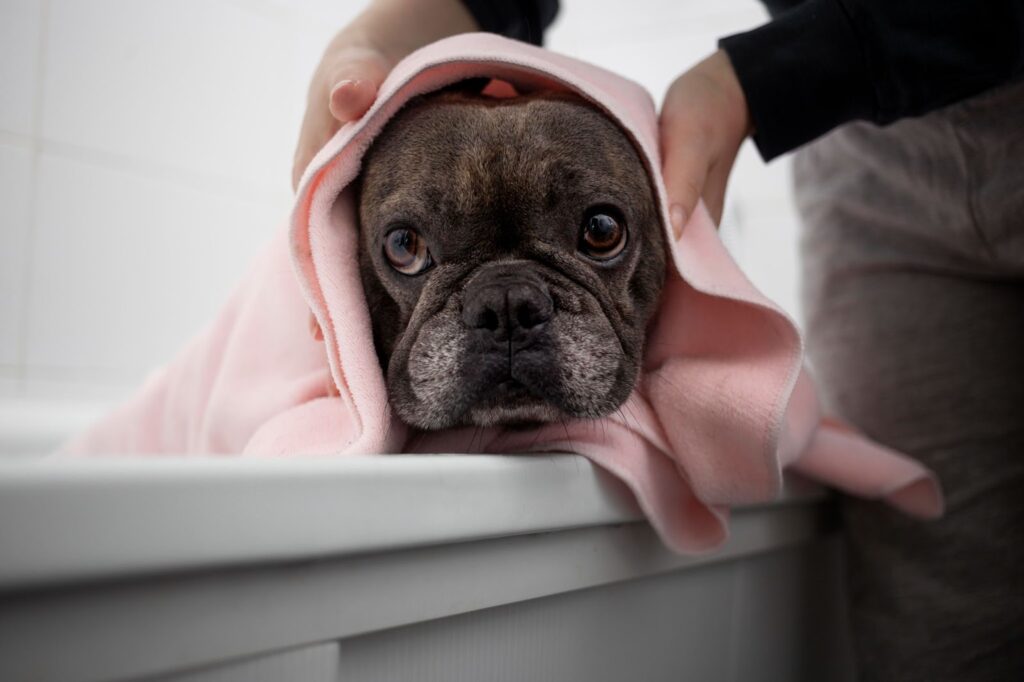 french bulldog