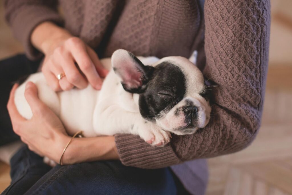 french bulldog