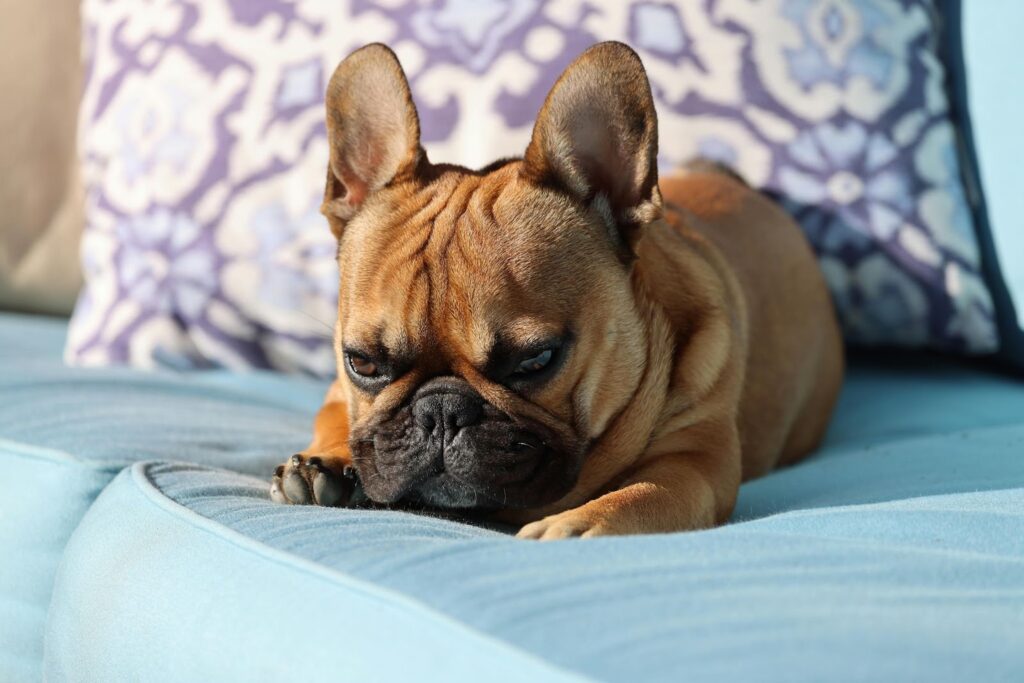 french bulldog