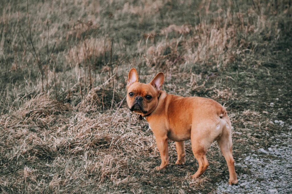french bulldog