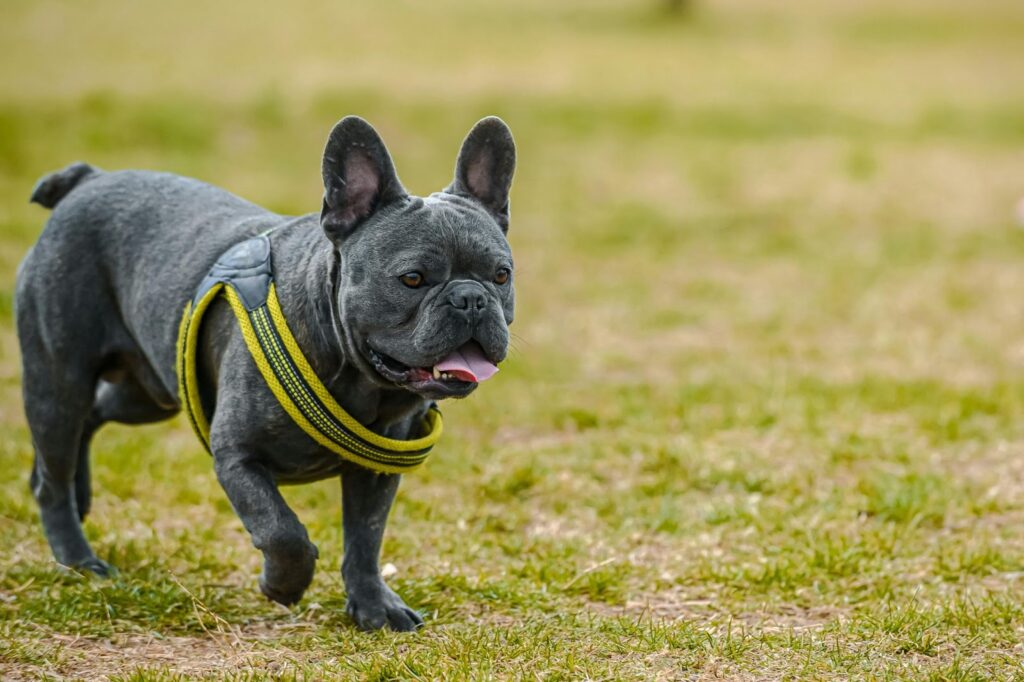 french bulldog bad breath