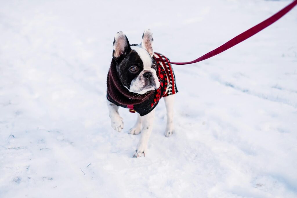 french bulldog