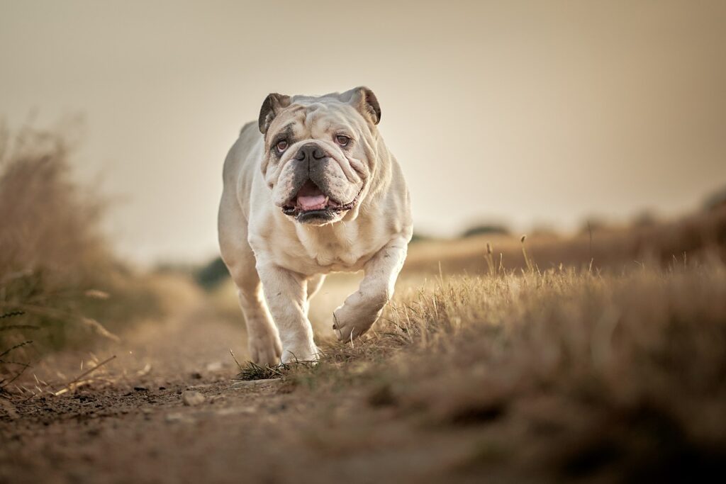 English Bulldog