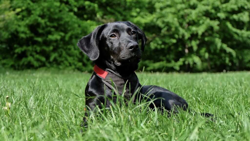 Lab (Labrador Retriever)