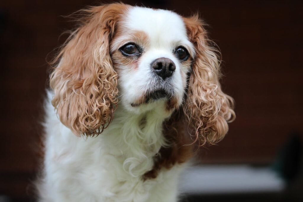 Cavalier King Charles Spaniel (CKCS)