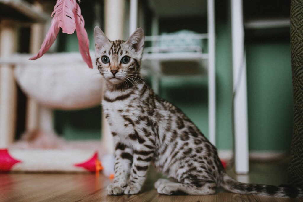 Bengal