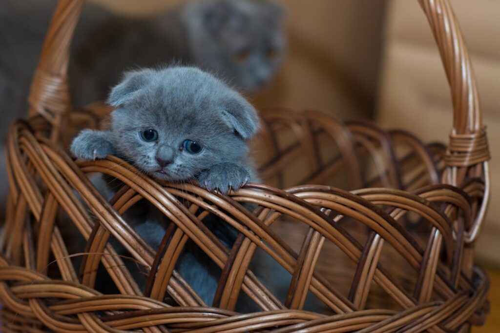 Scottish Fold