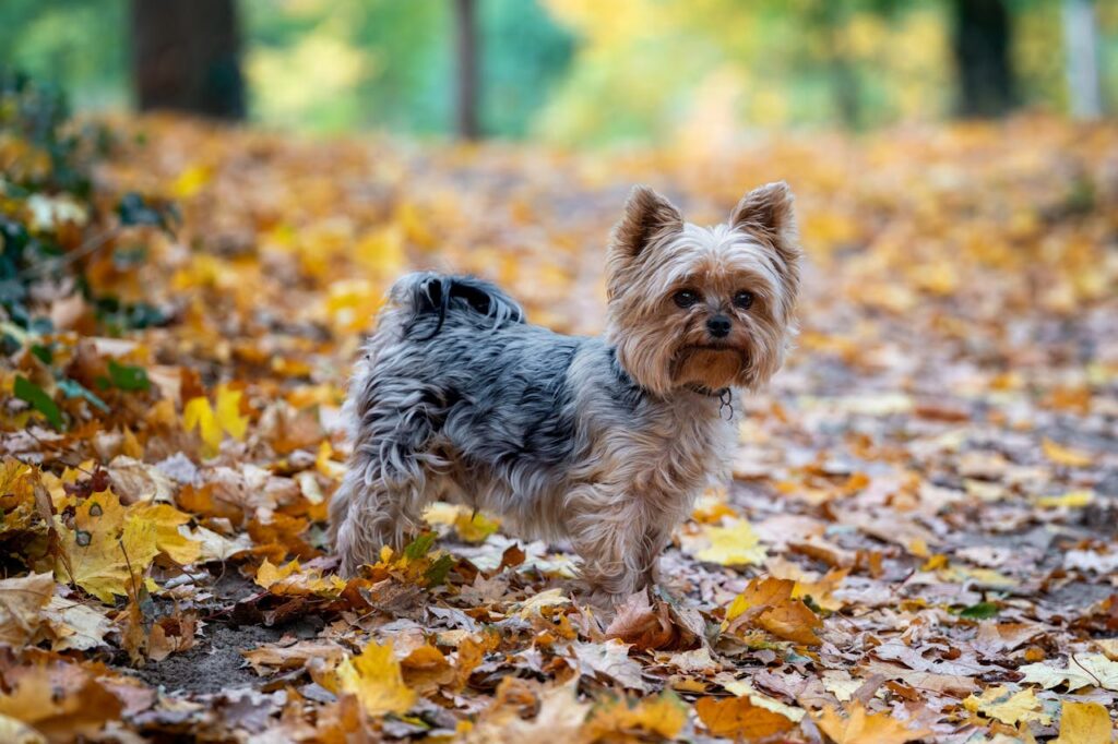 Yorkshire Terrier