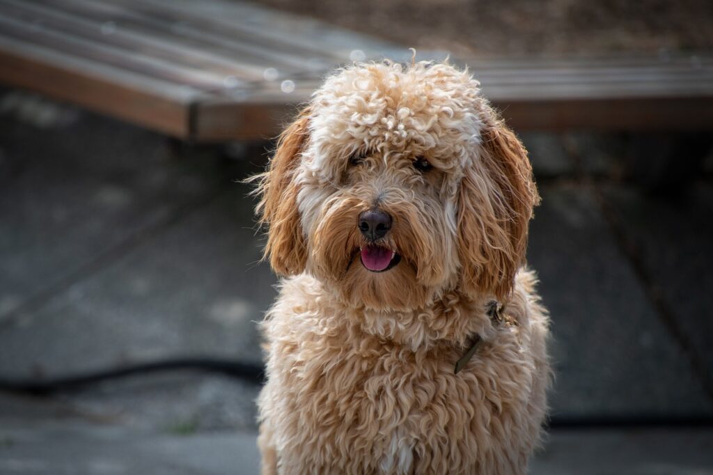 Labradoodle (Labrador Retriever + Poodle)