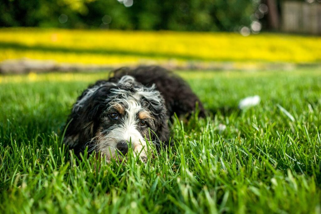 Bernedoodle (Bernese Mountain Dog + Poodle)