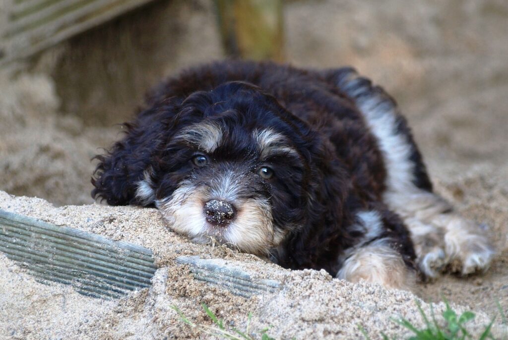 Aussiedoodle (Australian Shepherd + Poodle)